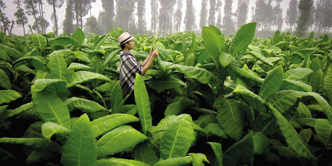 Tabaco, gozo y deterioro