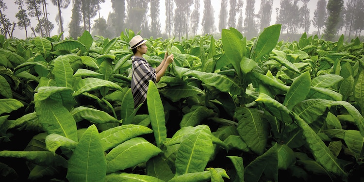 Tabaco, gozo y deterioro