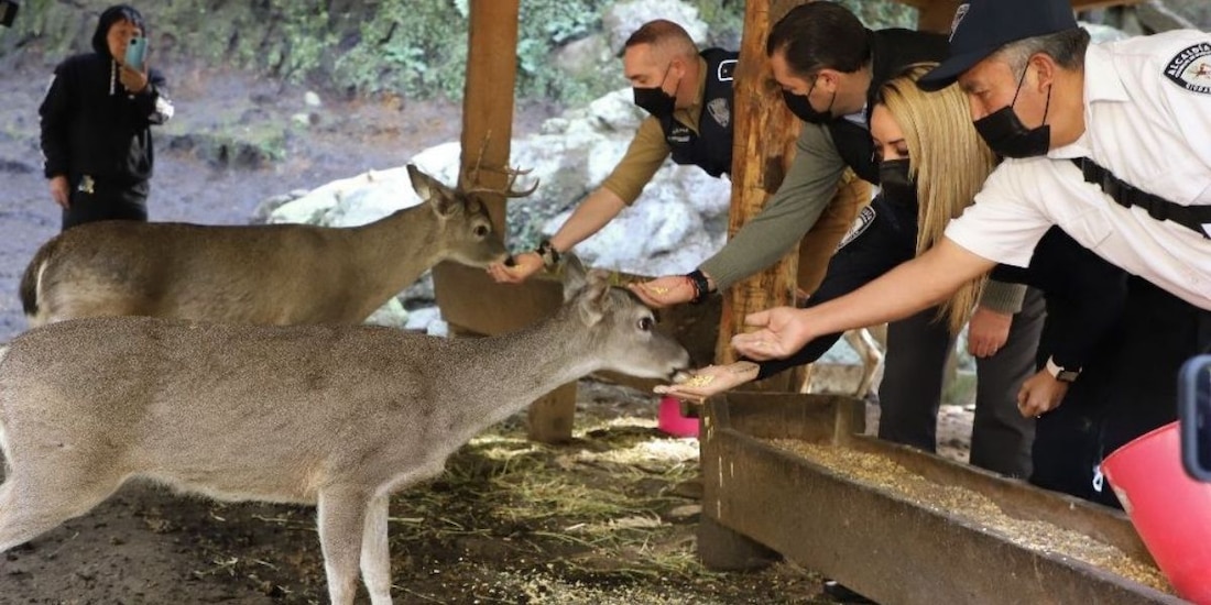 El alcalde Adrián Rubalcava alimenta a uno de los 14 venados cola blanca que llegaron a la reserva Peteretes en Cuajimalpa.