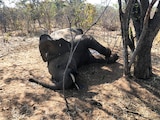 Un elefante muerto en Zimbawe, en agosto.