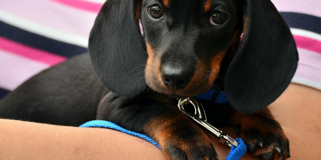 Esto es lo que tienes que considerar si tienes un perro o quieres uno