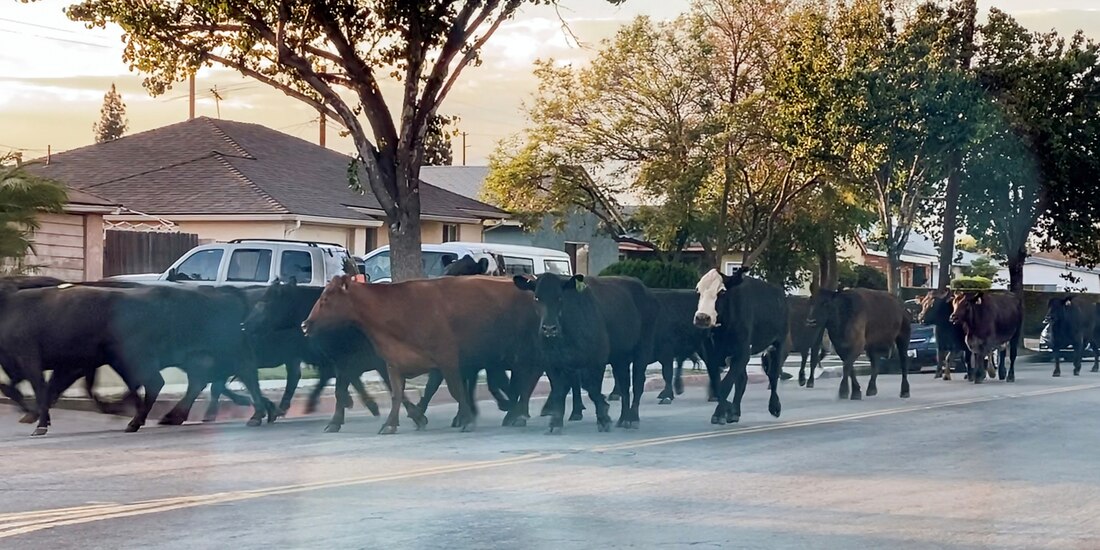 Vaca escapa de un matadero en Los Ángeles junto a 40 compañeras; recibe indulto gracias a la intervención de una cantante.