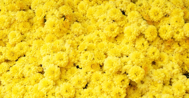 Flores amarillas
