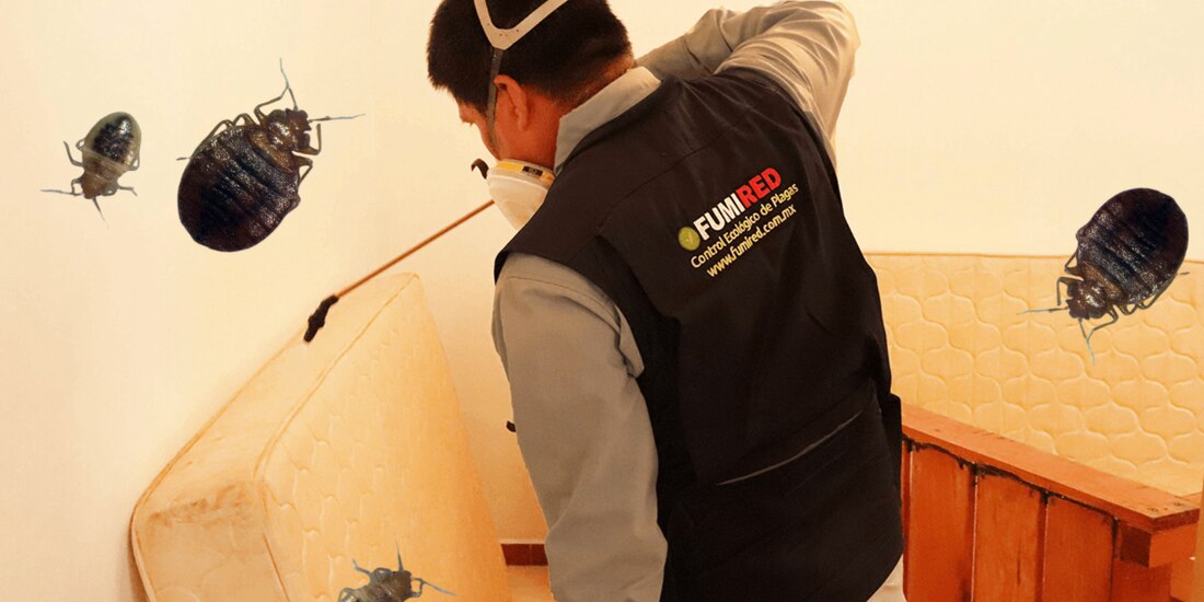 La fumigación de chinches debe hacerse por expertos.