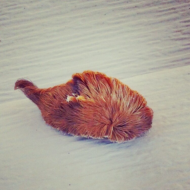 Advierten por la oruga peluche, un animal con una toxina que provoca dolorosos síntomas.