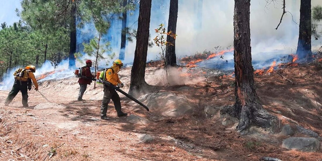 La Conafor informó que Tamaulipas, Nuevo León y Chiapas son los estados que cuentan con más brigadistas realizando las labores de extinción del fuego