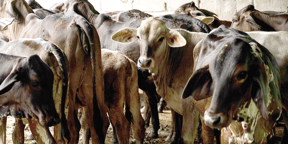 Ganado mexicano de Cintalapa, Chiapas, en foto de archivo.