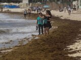 Descartan llegada de sargazo a playas mexicanas en mayo
