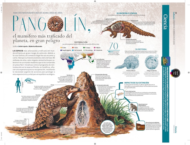 Pangolín, el mamífero más traficado del planeta, en gran peligro