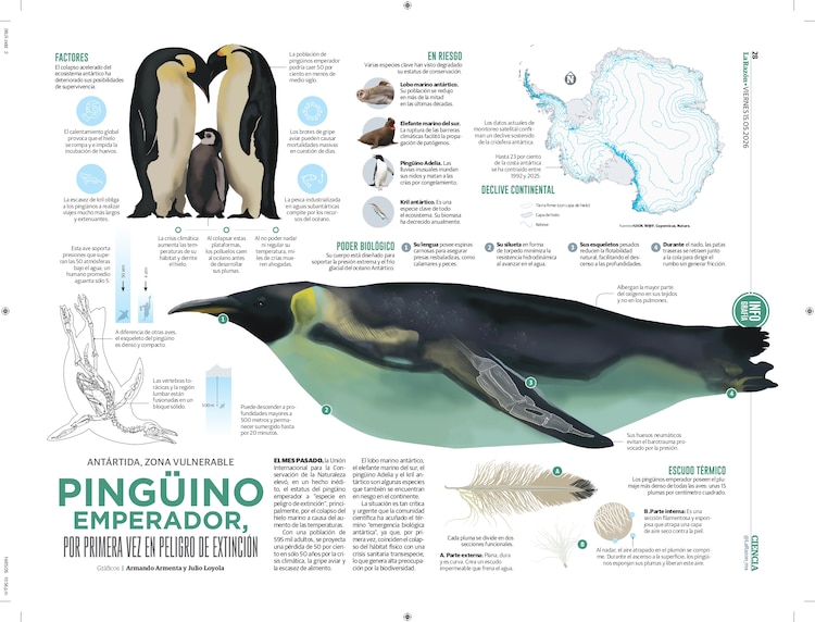 Pingüino Emperador, por primera vez en peligro de extinción
