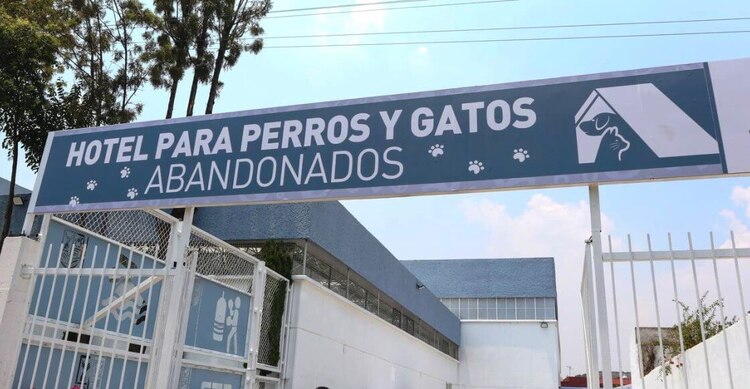 Estos perritos y gatitos abandonados tienen una segunda oportunidad.