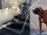 Los perros y gatos también padecen golpes de calor por las altas temperaturas.