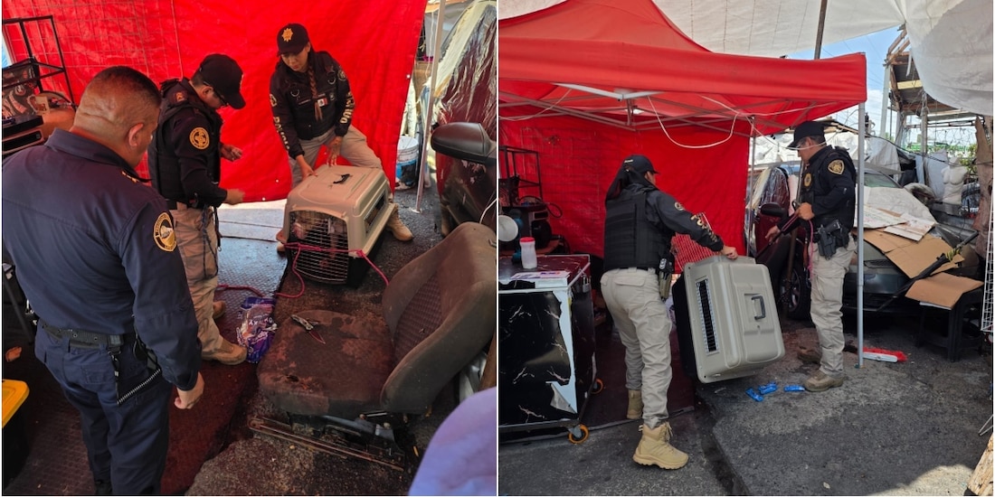 Perro involucrado quedó bajo resguardo de la Brigada de Vigilancia Animal.