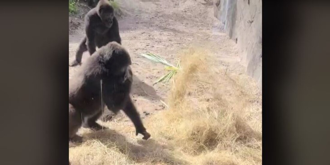 Gorilas encuentran una serpiente en su jaula se viralizan en TikTok