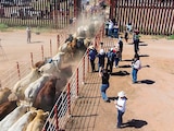 Reses cruzan la frontera con Estados Unidos desde Agua Prieta, Sonora,