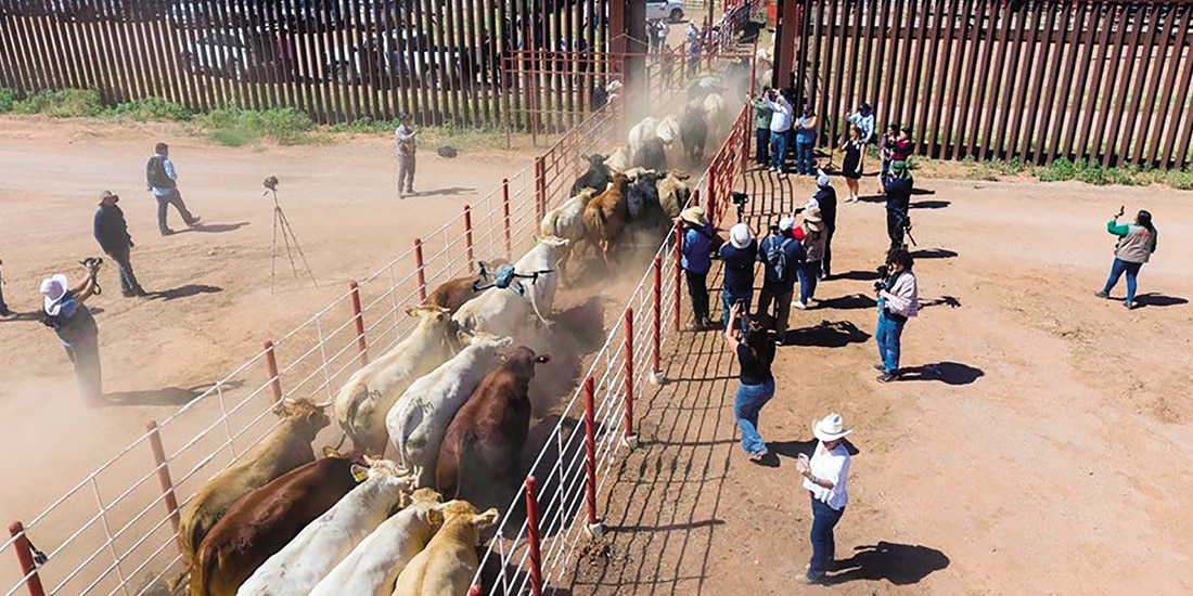 Las primeras reses en cruzar la frontera con Estados Unidos desde Agua Prieta, Sonora, luego de casi 2 años, ayer.