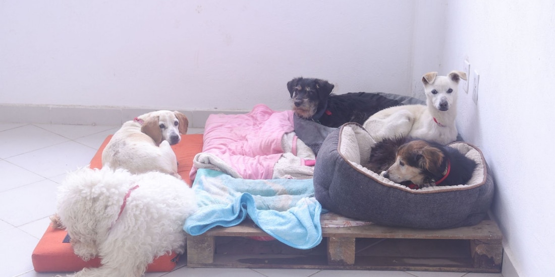 Los representantes del albergue se dijeron contentos de que los animales están en buenas condiciones