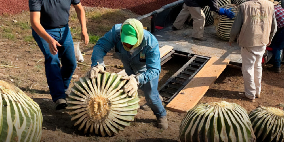 Profepa rescata 33 biznagas