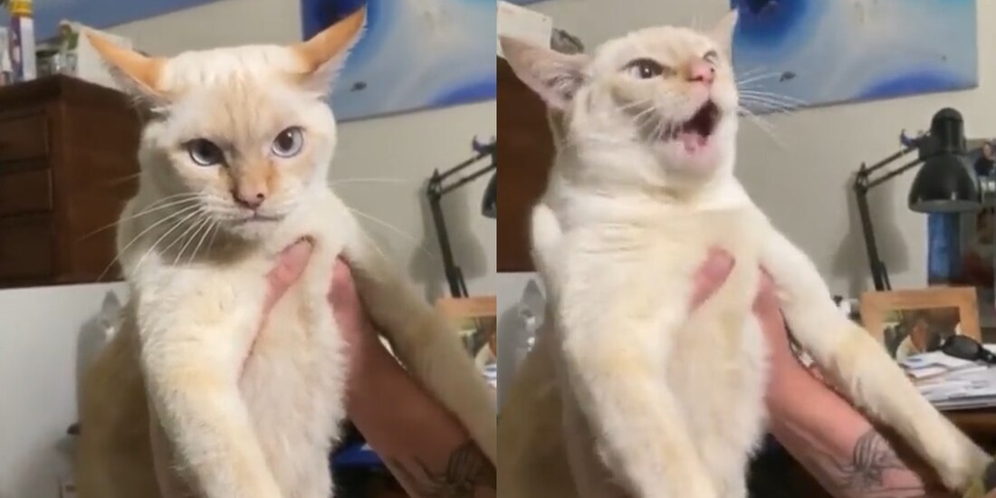 Gato ladra como los perros con los que creció