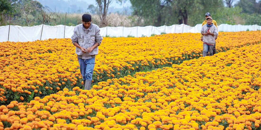 Trabajadores recorren la alfombra anaranjada en que está convertido este vivero, de San Gregorio Atlapulco.