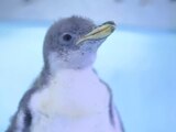 Alex, el pingüino del Acuario Inbursa