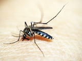 Un mosquito. Estudio alerta ciclos de alza de dengue cada cinco años
