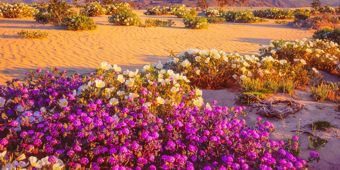 Desierto florido