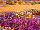 Desierto florido