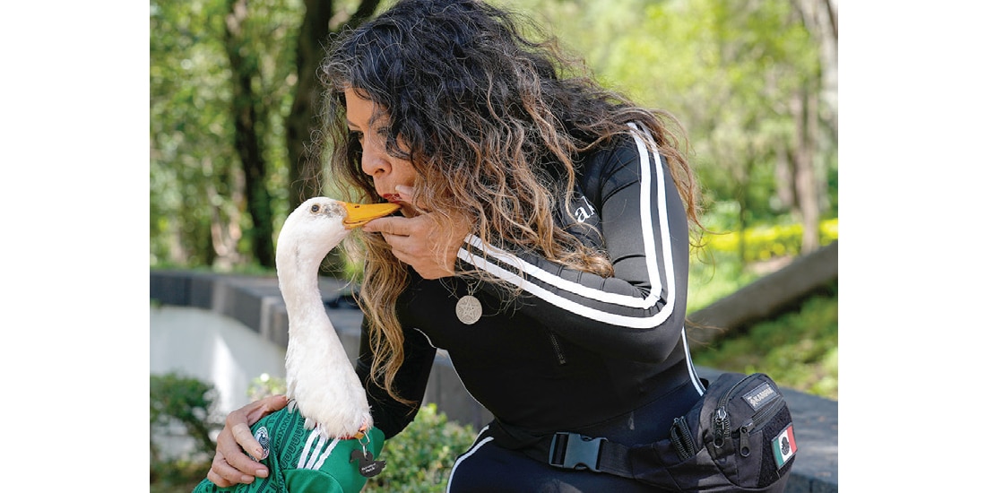 El pato sigue enamorando por todos lados