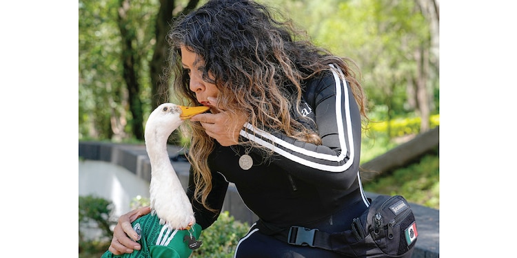 El pato sigue enamorando por todos lados