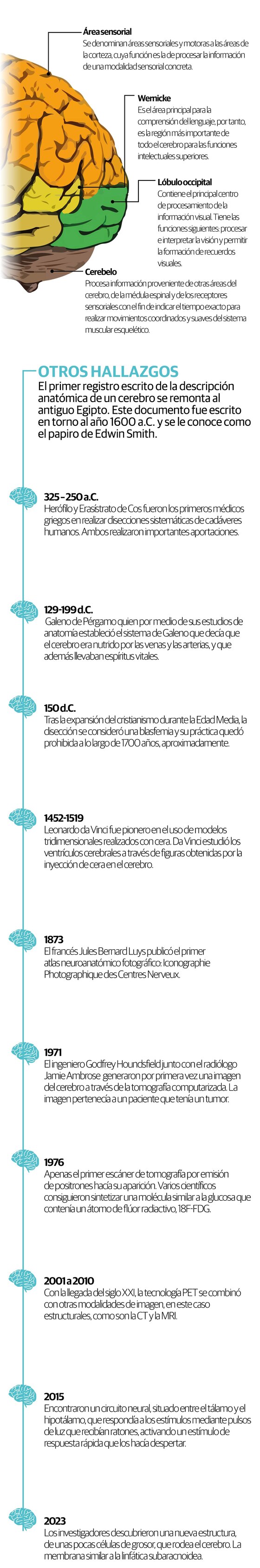 Descubren barrera protectora del cerebro que evita infecciones e inflamación
