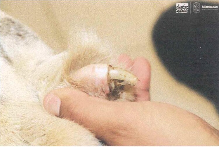 El león tiene un alto grado de desnutrición.