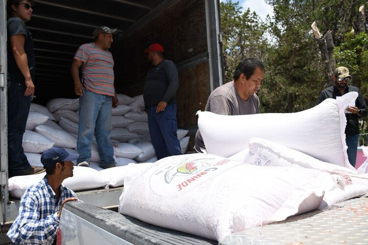 La Secretaría de Desarrollo Rural fortalece campañas fitosanitarias y promueve cultivos alternativos como el trigo y el sorgo blanco.