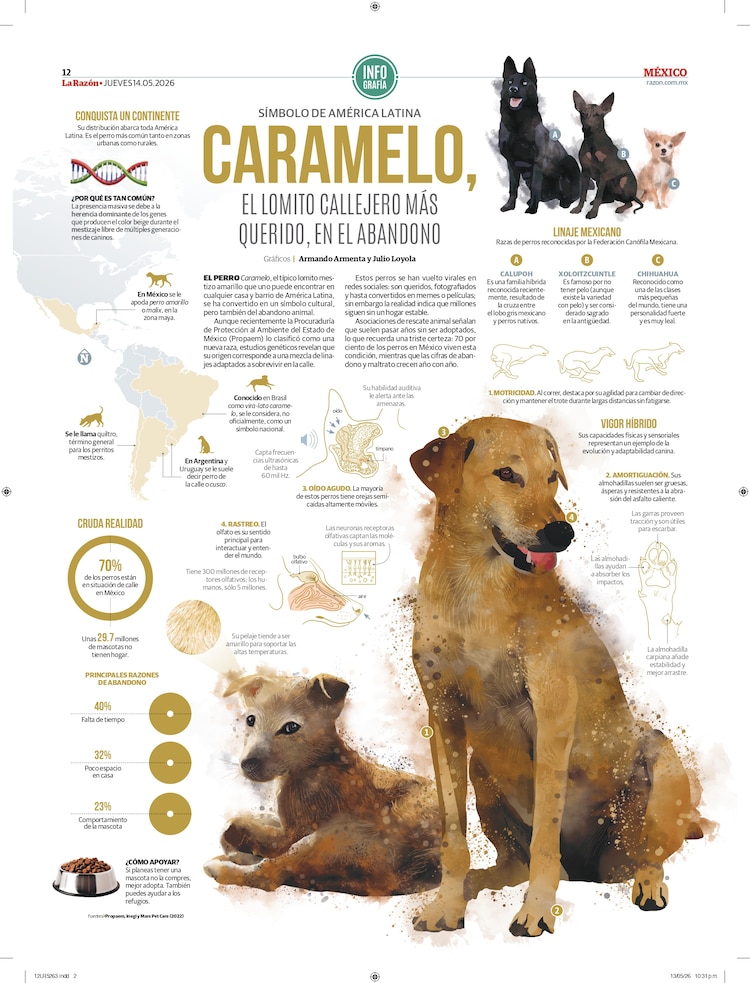 Caramelo, el lomito callejero más querido, en el abandono