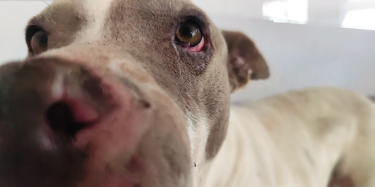 Un perro rescatado, ayer, en un espacio del refugio del Ajusco.