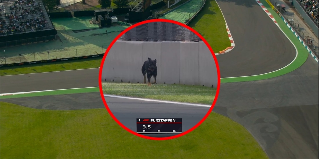 Perrito se mete al Autódromo Hermanos Rodríguez en pleno Gran Premio de México de F1