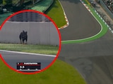 Perrito se mete al Autódromo Hermanos Rodríguez en pleno Gran Premio de México de F1
