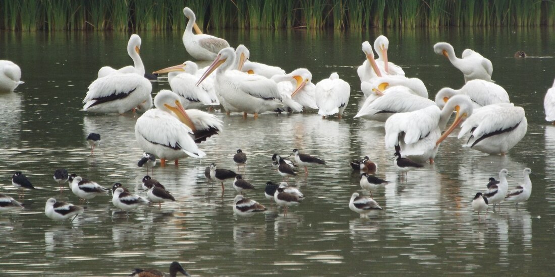 Las aves migran de EUA y Canadá.