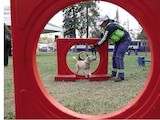 Integrante de la Brigada de Vigilancia Animal convive con un perro, en enero.