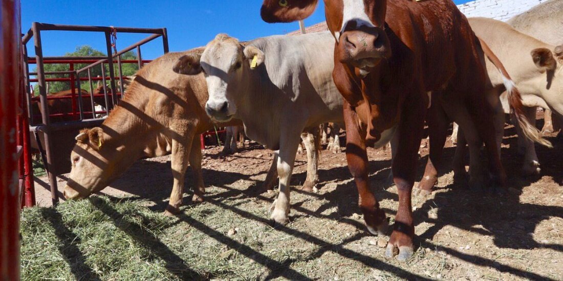 Entrega de ganado a productores de Zacatecas, en imagen de archivo.