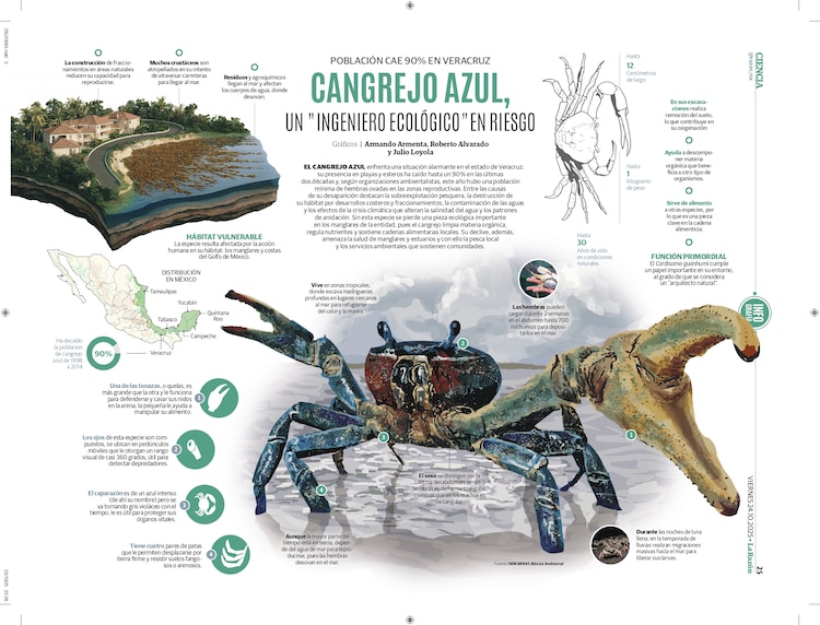 CANGREJO AZUL,UN "INGENIERO ECOLÓGICO"EN RIESGO