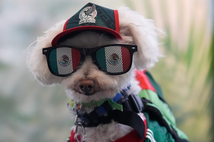 Osito, un perrito mestizo rescatado de 8 años, con los colores de la Selección Mexicana