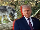 Trump ordena evaluar retiro de protección al lobo gris mexicano