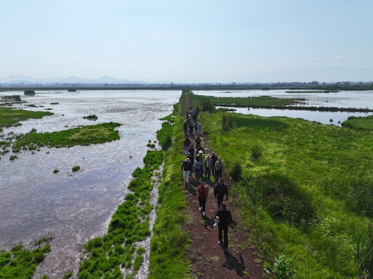 Especies de aves migratorias comienzan a retornar a las zonas inundadas del nuevo humedal en el municipio de Ecatepec.