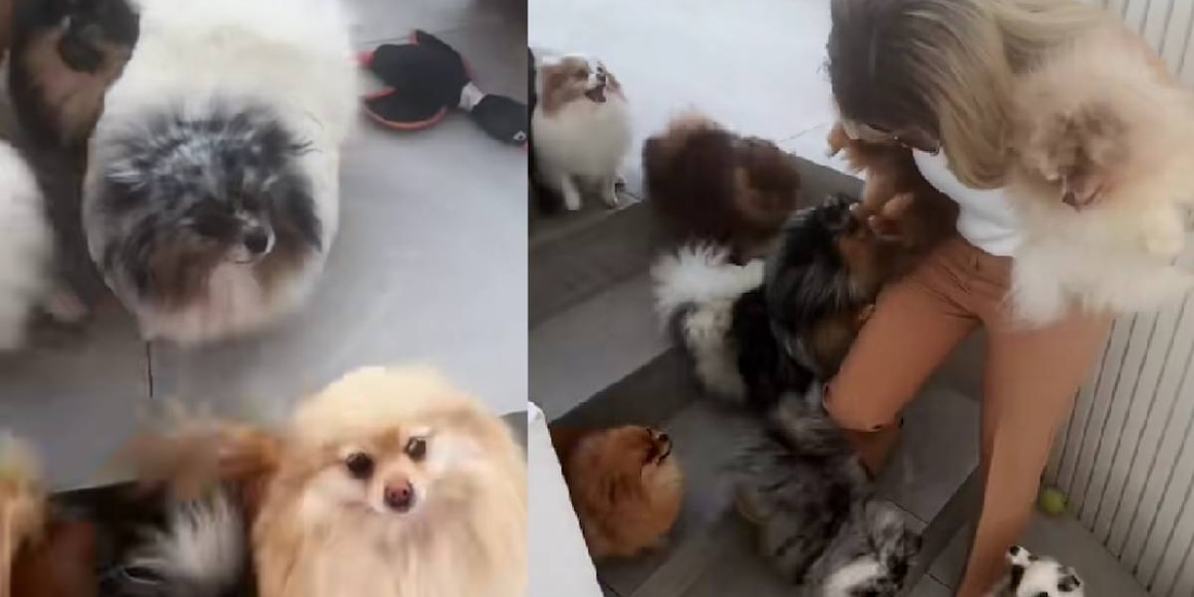 Las mascotas representan un gasto muy alto