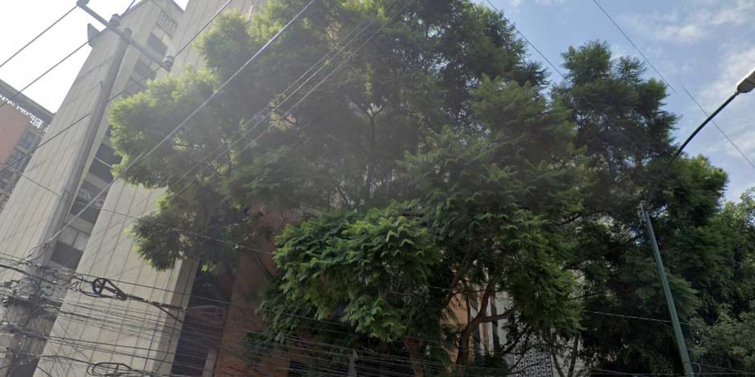 Se desprende un árbol de raíz entre las calles Carmona y Valle en colonia Doctores, en CDMX