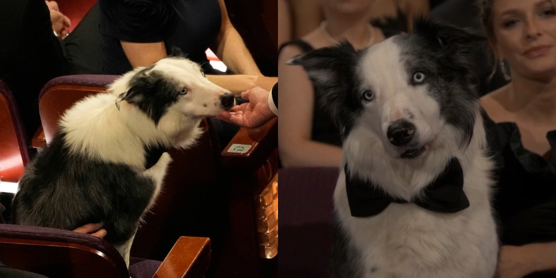Así luce Messi, el perro de 'Anatomía de una Caída' durante la ceremonia de los Premios Oscar 2024.
