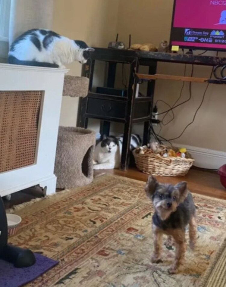 Patches así convive con su nueva familia.