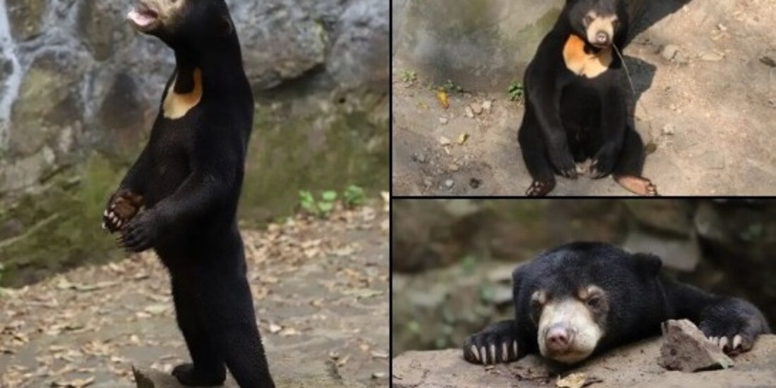 La rara apariencia de unos osos en un zoológico de China desató acusaciones sobre que las autoridades del lugar disfrazan a humanos para fingir ser animales y atraer más visitantes.