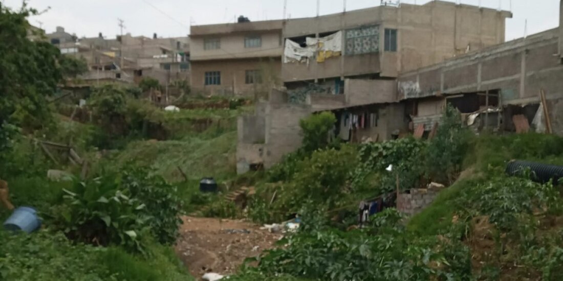 Habitan en laderas y barrancas